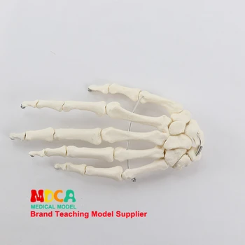 1:1 životnej veľkosti ruky kosti Odbor ortopédia masáž výučby lekárskej členok medicíny výučby MSG001