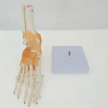 Funkčné Nohy Spoločné s Väzy Anatomický Model Kostry Anatómie Lekárskej životnej Veľkosti Zobrazenie Učebných materiálov